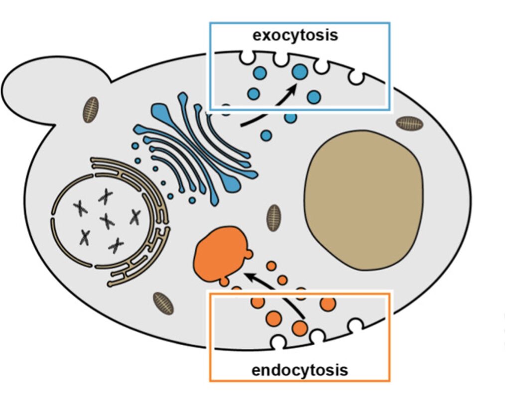 Endocytosis Vs Exocytosis Diagram