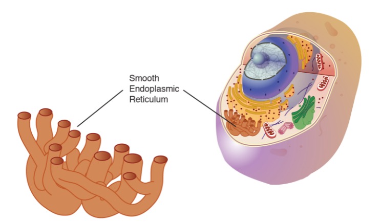 smooth Endoplasmic Reticulum