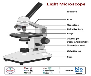 Light Microscope-Definition, Principle, Types, Parts, Labeled Diagram ...