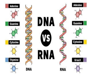 DNA Vs RNA- Definition And 30 Key Differences