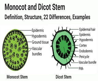 Monocot Vs Dicot Stem-Definition, Structure, 22 Differences, Examples