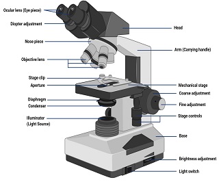Brightfield Microscope (Compound Light Microscope)-Definition ...