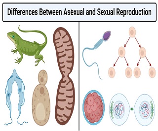 Asexual Vs Sexual Reproduction