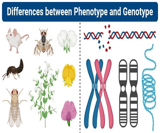 Phenotype Vs Genotype