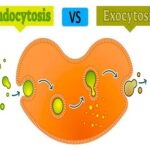 Endocytosis Vs Exocytosis
