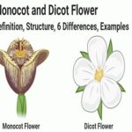 Monocot Vs Dicot Flower