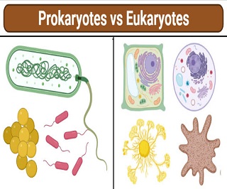 Prokaryotes Vs Eukaryotes
