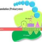 Prokaryotic Translation (Protein Synthesis)