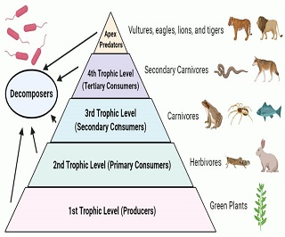 Trophic Level- Definition, Food Chain, Food Web, Pyramid, Examples