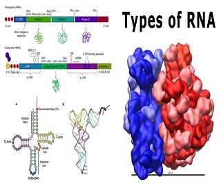7 Types Of RNA