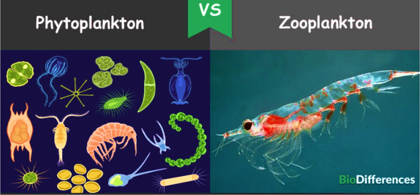 Фитопланктон вес. Фитопланктон хищники сапрофиты. Плотоядный зоопланктон. Зоопланктон японского моря идентификация. Кокколитрофы фитопланктон.